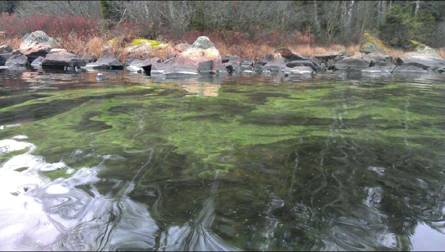 Figur 3. Blomningen av cyanobakterier vid Björnvik, norra Immeln, 2012-11-19. Foto tagen från rapport Hola Lake Immeln: Agne Andersson.